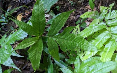Tectaria heracleifolia
