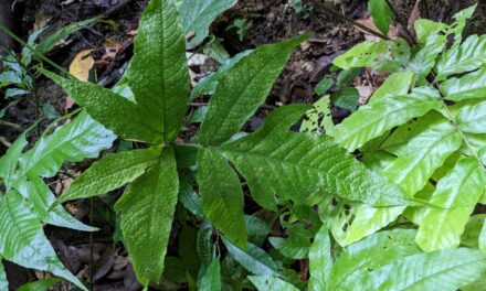 Tectaria heracleifolia