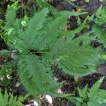 Selaginella anceps