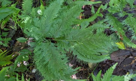 Selaginella anceps