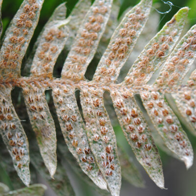Sundue 2615 Pleopeltis 7 (Pleopeltis fimbriata)