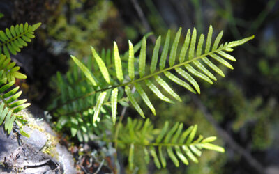 Pleopeltis segregata