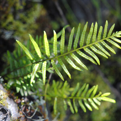Sundue 2679 Pleopeltis (Pleopeltis segregata)