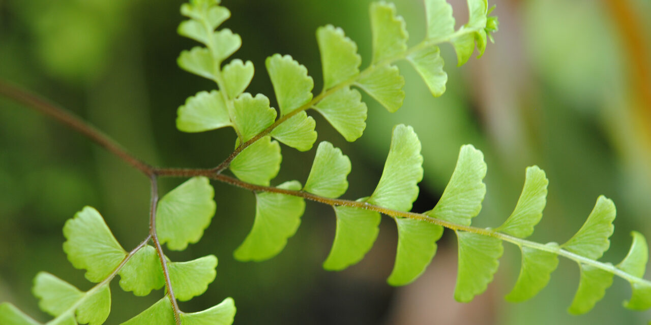 Adiantum patens