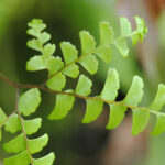 Adiantum patens