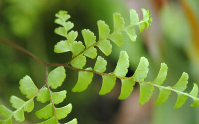 Adiantum patens