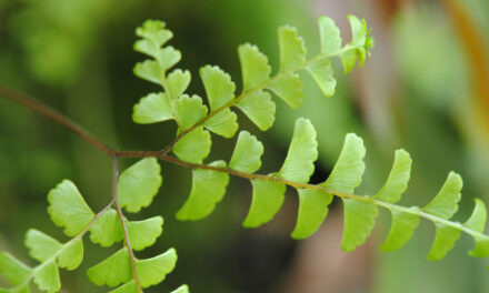 Adiantum patens