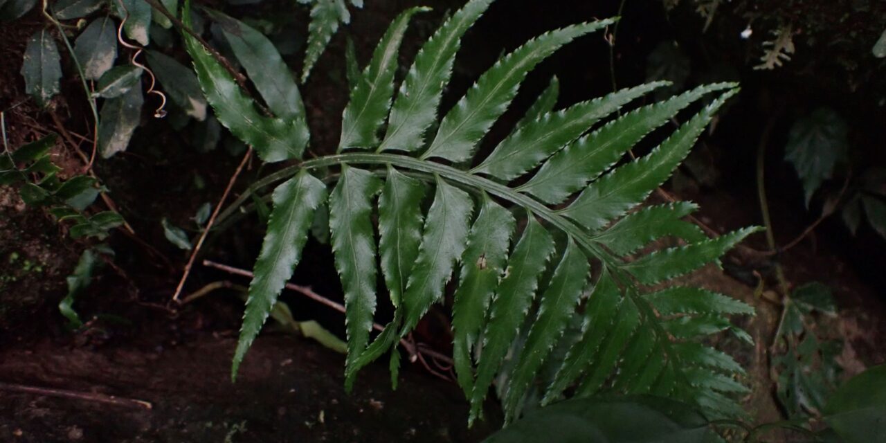 Asplenium wrightii