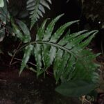 Asplenium wrightii