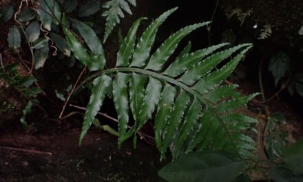 Asplenium wrightii