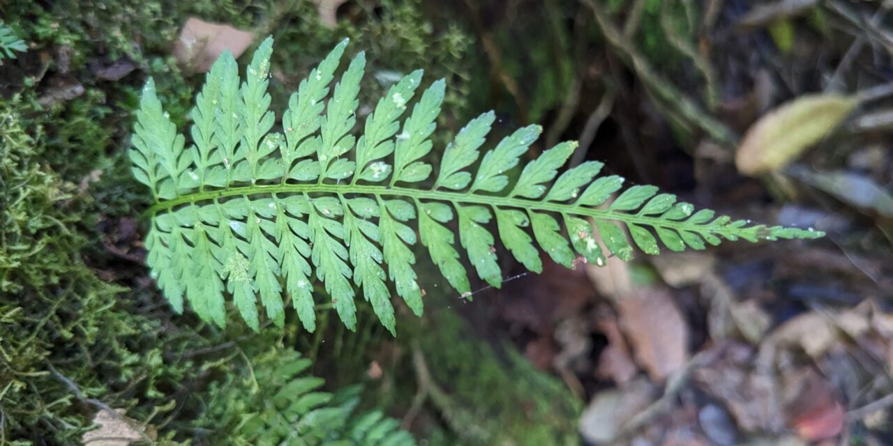 Asplenium cuspidatum