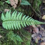 Asplenium cuspidatum