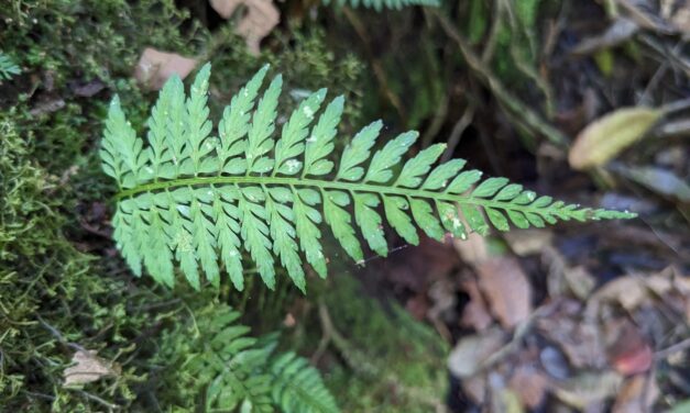 Asplenium cuspidatum