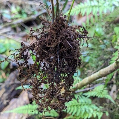 Asplenium cuspidatum – Aspleniaceae – Los Cruces – Ridge Trail (8) (Asplenium cuspidatum)