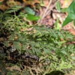 Crepidomanes pyxidiferum – Hymenophyllaceae – Los Cruces – Rio Java Trail (2) (Crepidomanes pyxidiferum)