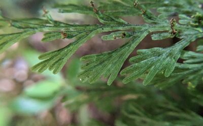 Crepidomanes pyxidiferum