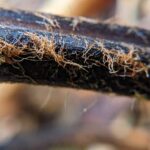 Culcita coniifolia – Culcitaceae – La Georgina (15) (Culcita coniifolia)