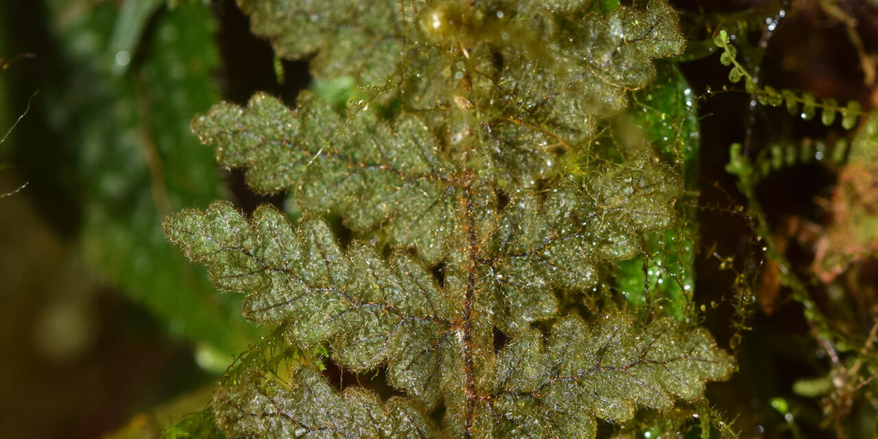 Hymenophyllum dependens