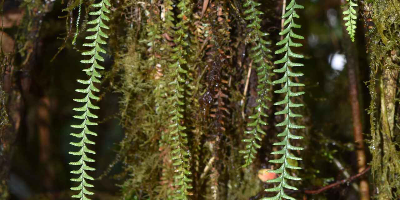 Lellingeria suspensa