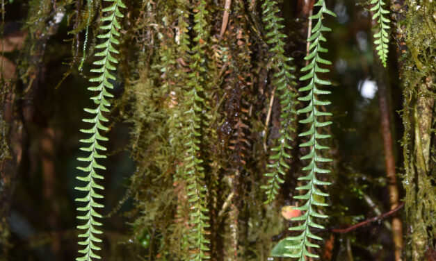 Lellingeria suspensa