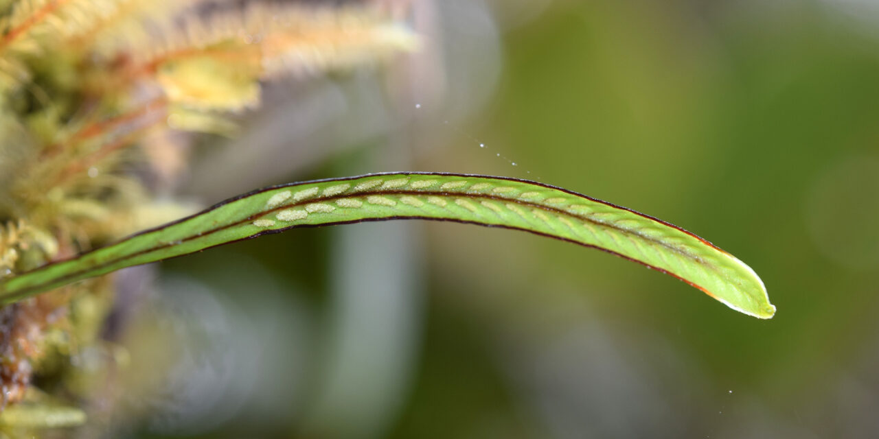 Grammitis bryophila