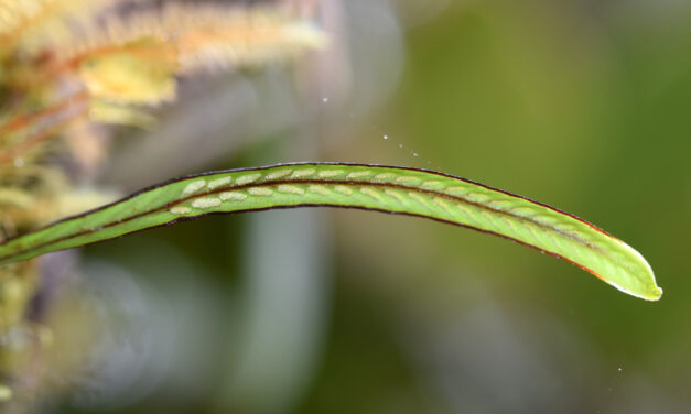 Grammitis bryophila