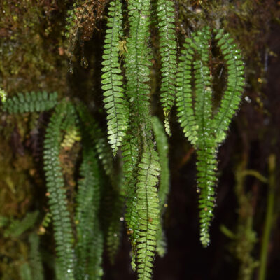 DSC_0310 (Mycopteris subtilis)