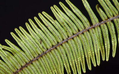 Mycopteris attenuatissima