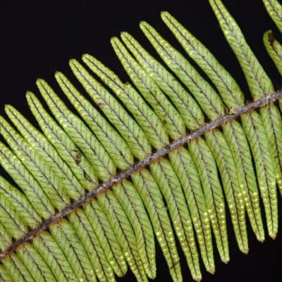 DSC_0370 (Mycopteris attenuatissima)