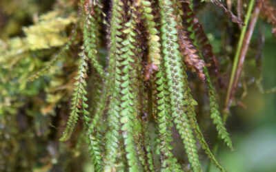 Moranopteris aphelolepis