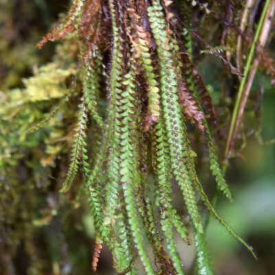 DSC_0393 (Moranopteris aphelolepis)