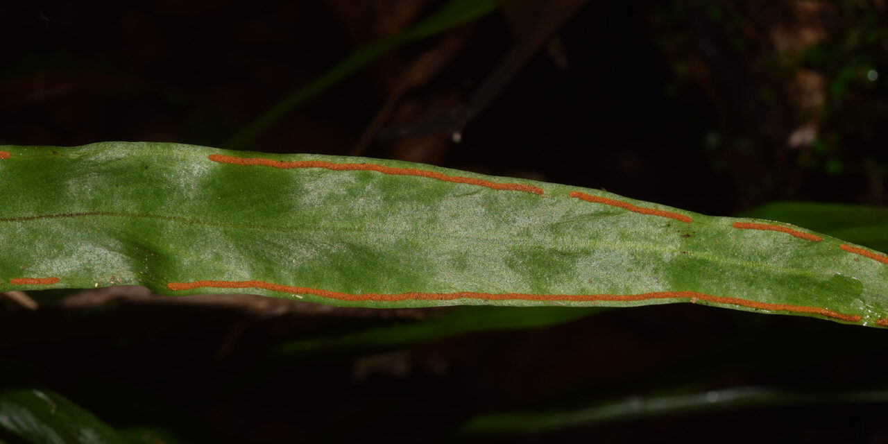 Ananthacorus angustifolius