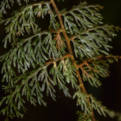 DSC_0607 (Hymenophyllum ruizianum)