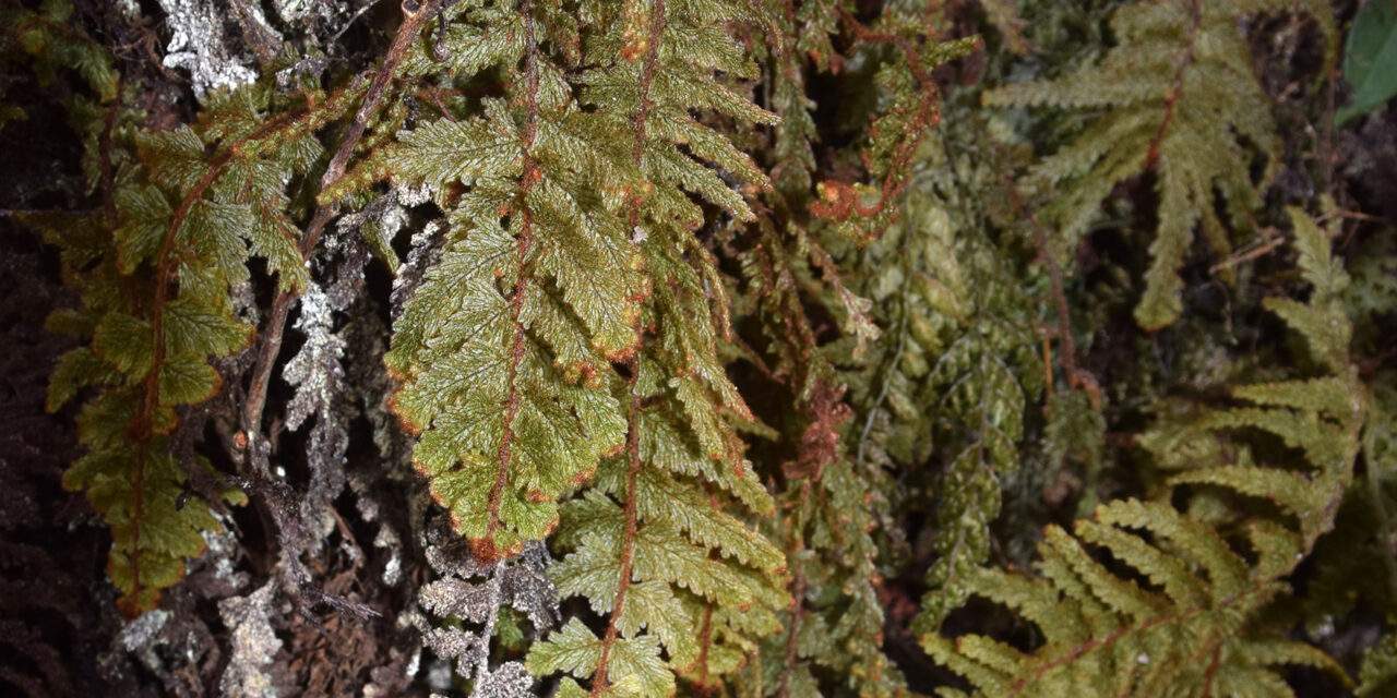 Hymenophyllum multialatum