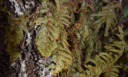 Hymenophyllum multialatum