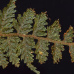 Hymenophyllum plumieri