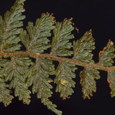 DSC_0677 (Hymenophyllum plumieri)