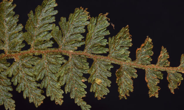 Hymenophyllum plumieri