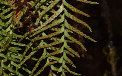 Ceradenia capillaris