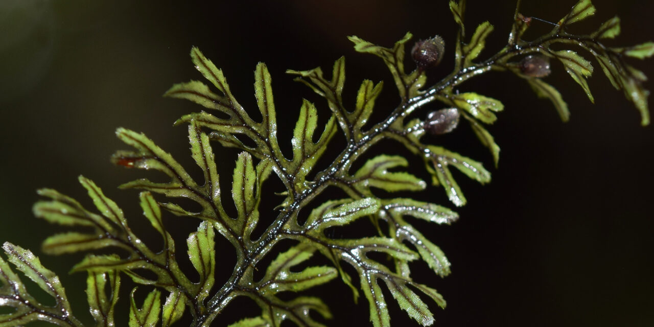 Hymenophyllum fucoides var. pedicellatum