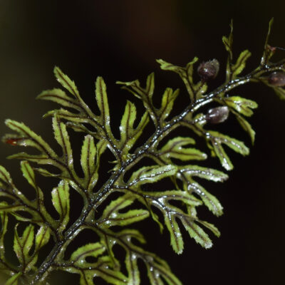DSC_0713 (Hymenophyllum fucoides var. pedicellatum)