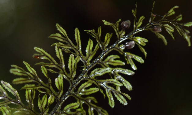 Hymenophyllum fucoides var. pedicellatum