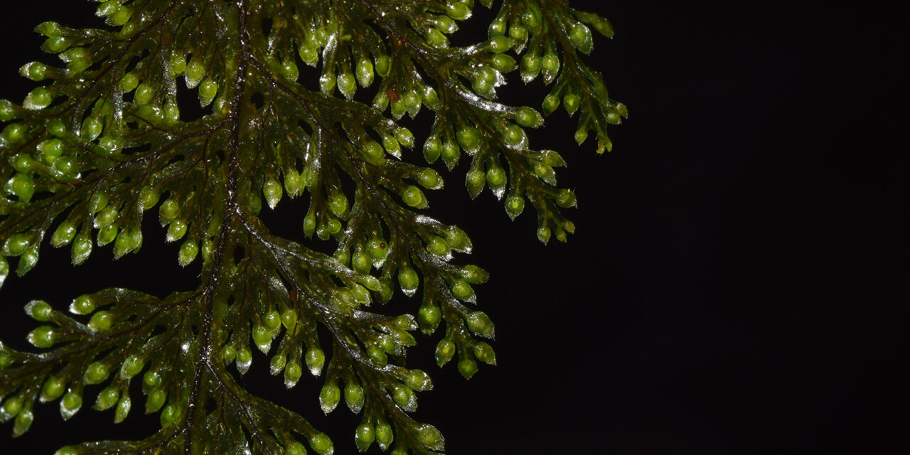 Hymenophyllum microcarpum