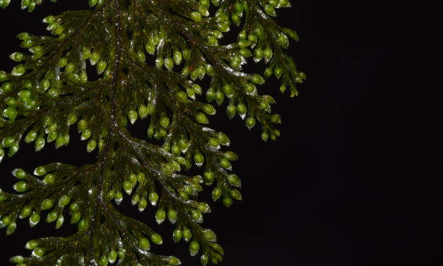 Hymenophyllum microcarpum