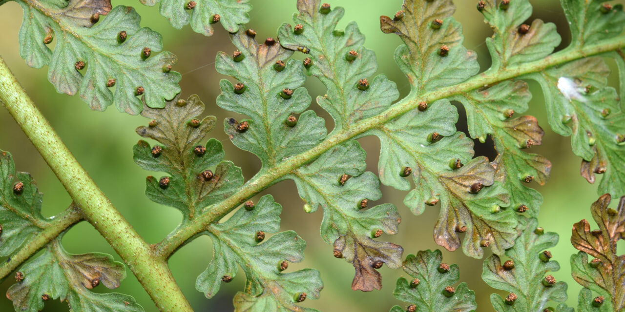 Mucura globulifera