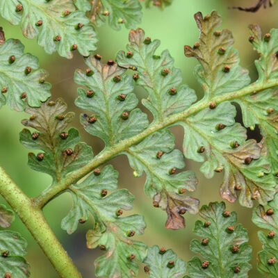 DSC_0805 (Mucura globulifera)