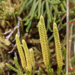 Diphasiastrum thyoides – Lycopodiaceae – La Georgina (10) (Diphasiastrum thyoides)