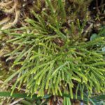 Diphasiastrum thyoides – Lycopodiaceae – La Georgina (2) (Diphasiastrum thyoides)