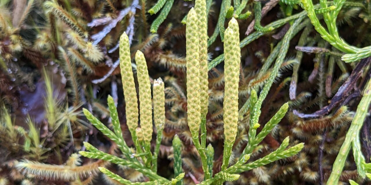 Diphasiastrum thyoides