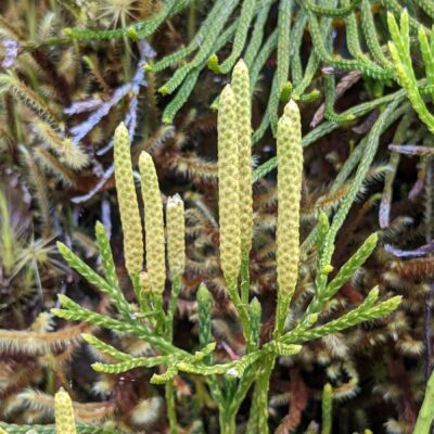 Diphasiastrum thyoides – Lycopodiaceae – La Georgina (3) (Diphasiastrum thyoides)